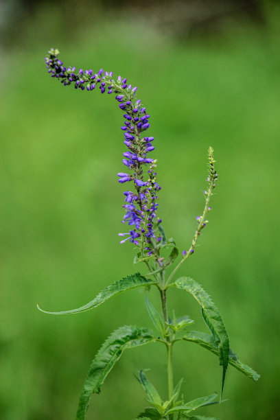 蓝紫色鼠尾草