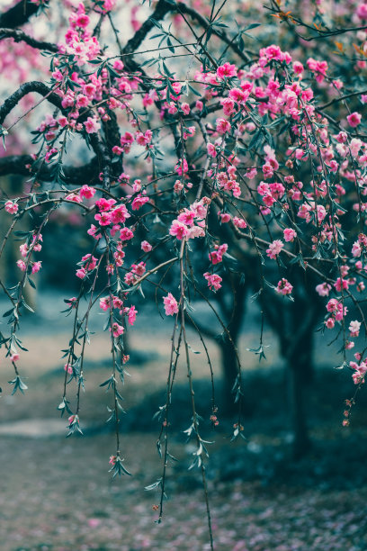 桃子图案花纹壁纸背景