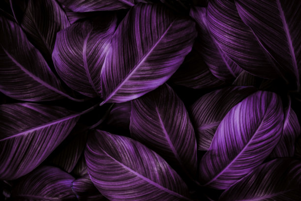 紫色抽象创意图片