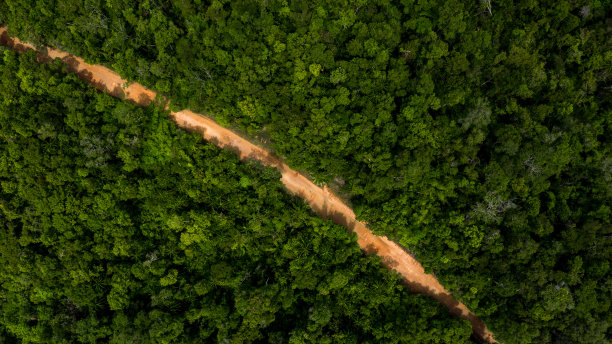 爱护地球保护森林资源