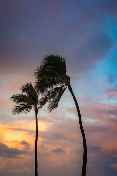 海边夕阳椰树剪影