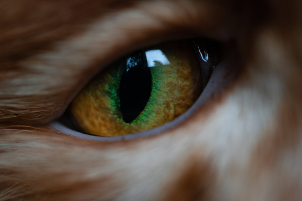 猫的眼