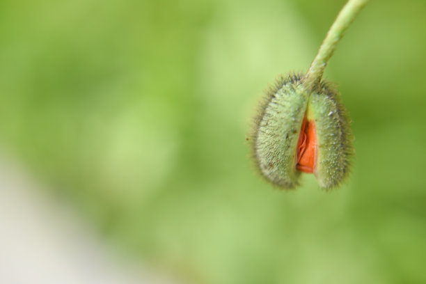 芳华岁月