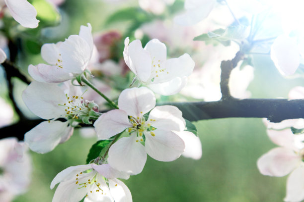 图案与苹果花