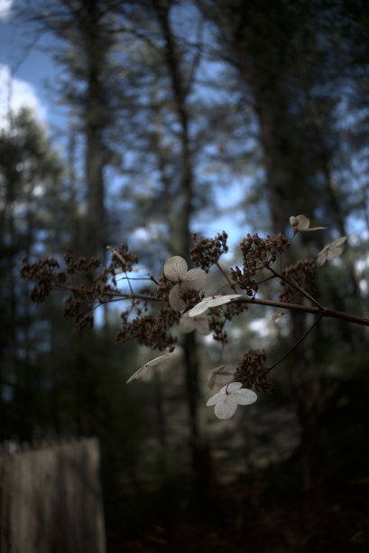 粉色花朵春季春暖花开设计素材