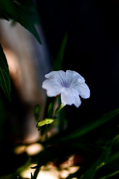 户外,季节,春天