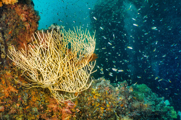 水生生物多样性背景