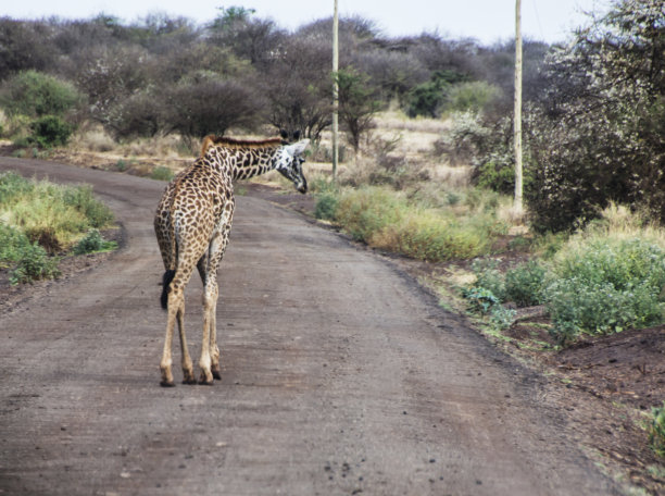 行走中的长颈鹿