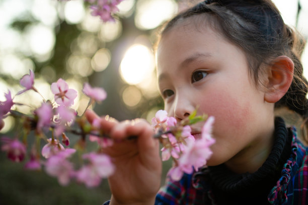 春天逆光下的美丽樱花