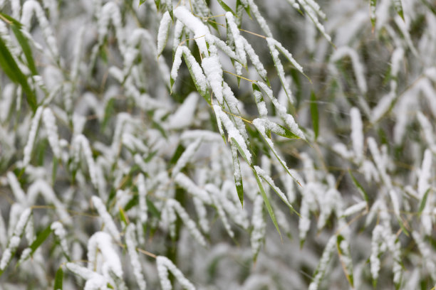 雪中的竹叶