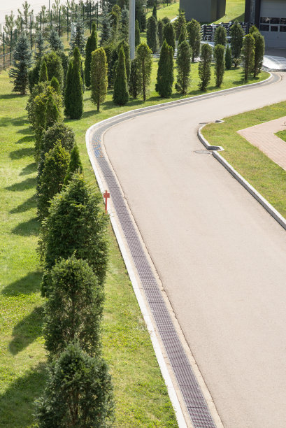 一排树木的道路