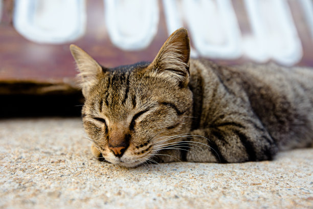 猫咪海报