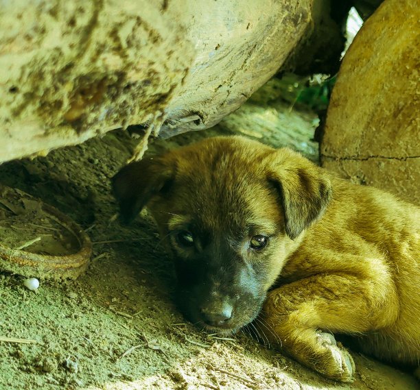 孤单狗犬小狗孤独寂寞