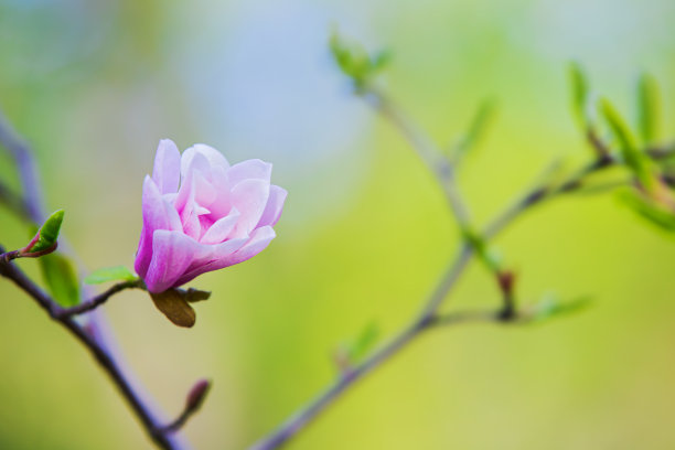 木兰花背景图片