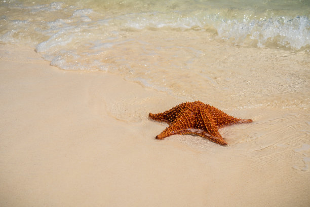 夏日沙滩上的贝壳海星