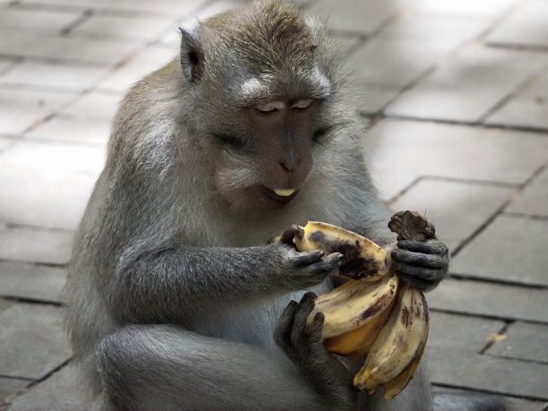 等吃的猴子