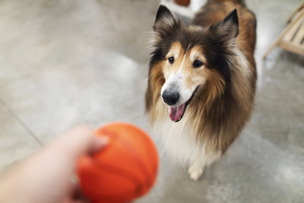 狗狗玩具球