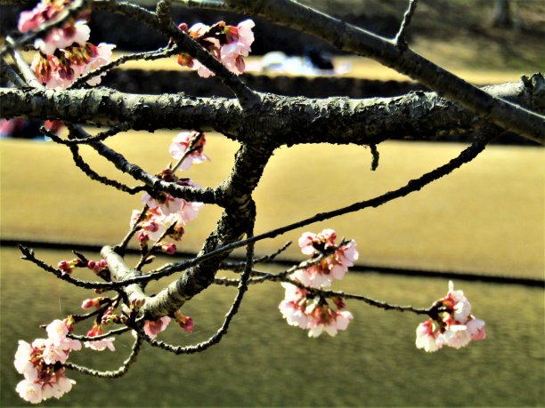 桃花山水