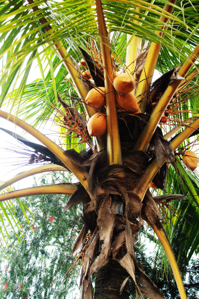 棕榈树种子