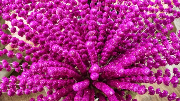 紫叶星星花