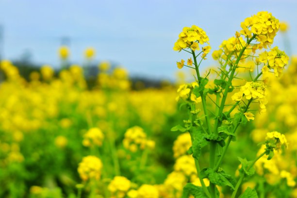 油菜花摄影