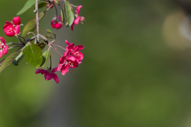 水果苹果图案印花