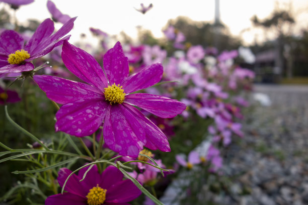 广州市花