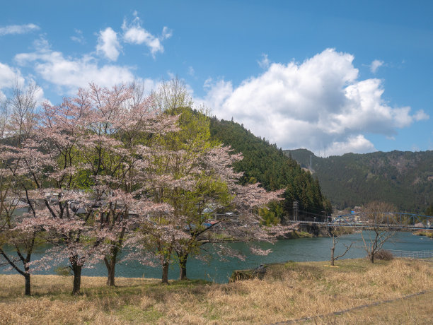 樱花 东京樱花 樱花树 蓝天