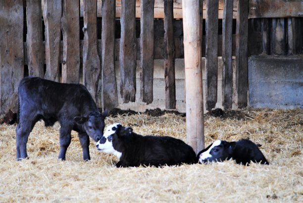 生态肉牛养殖场