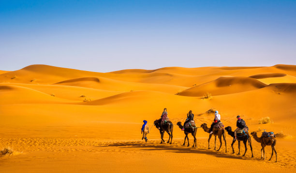 沙漠骆驼游人