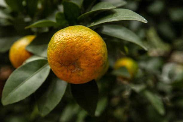 新鲜橘子水果