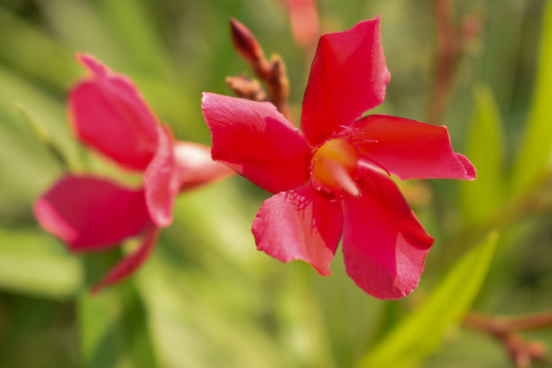 艳丽木槿花