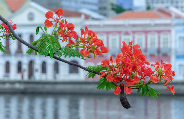 美式花卉