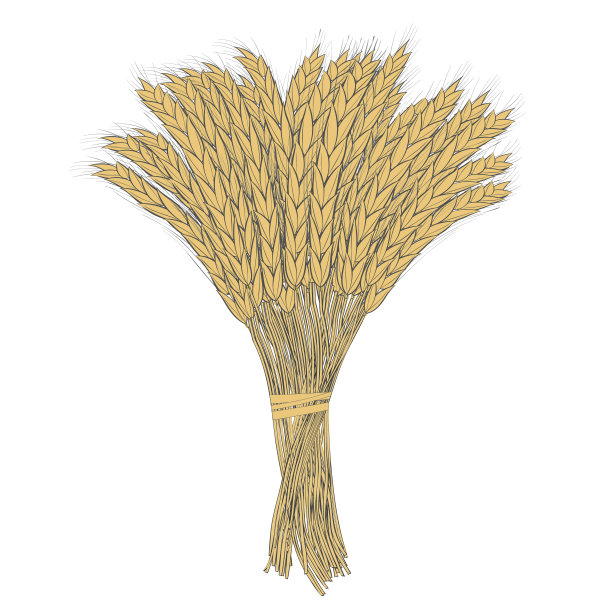 插画小满麦子植物元素