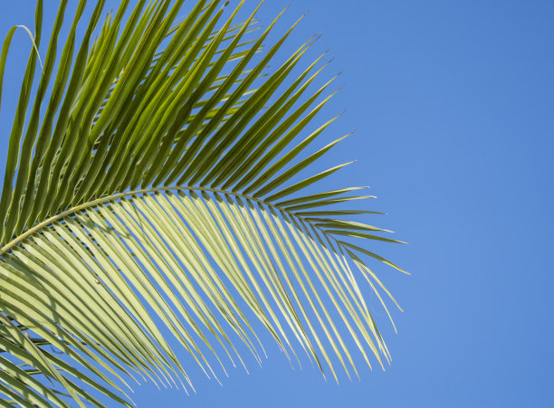 椰子树贴图