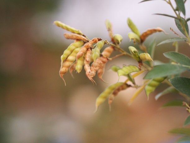 老枝上开花