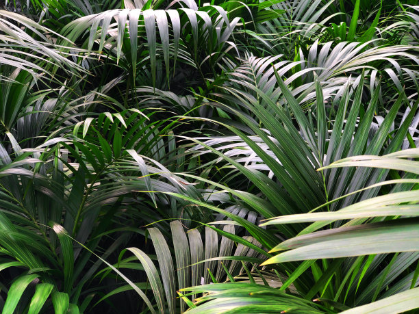 热带雨林绿叶印花