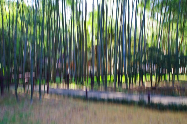 夏日竹林景观