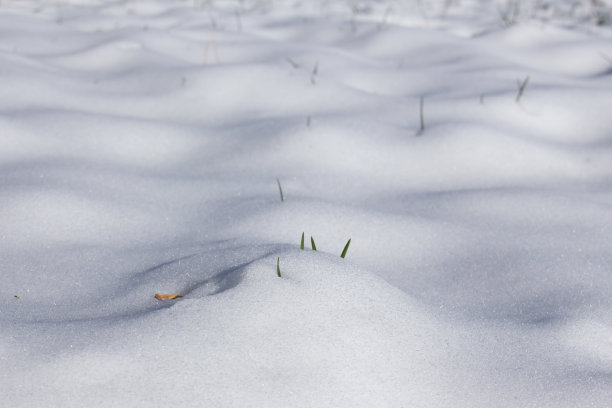 雪地小麦苗