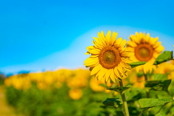 向日葵田户外