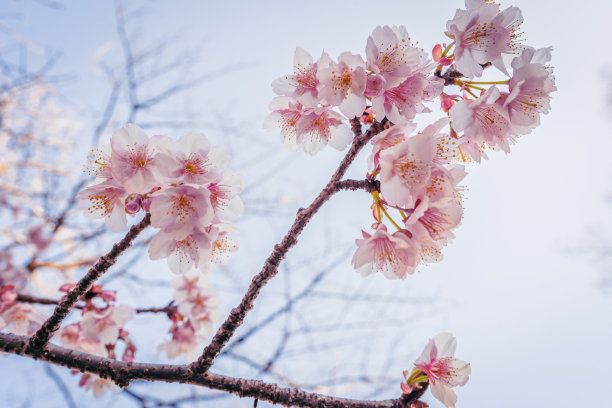 春天公园盛开的花