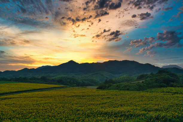 高清花朵背景图片