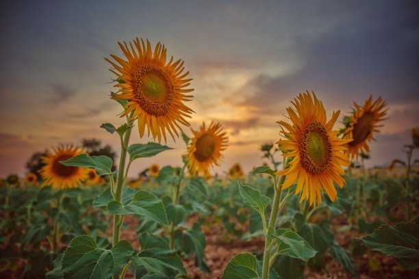 夕照花海