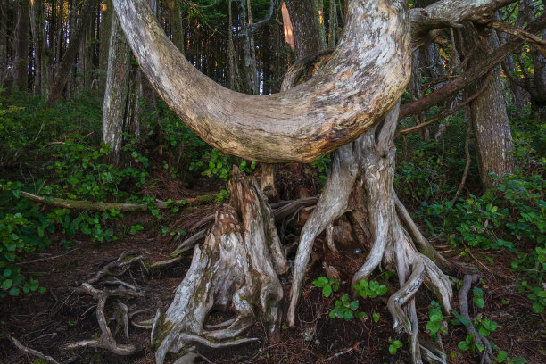 森林中的老树根
