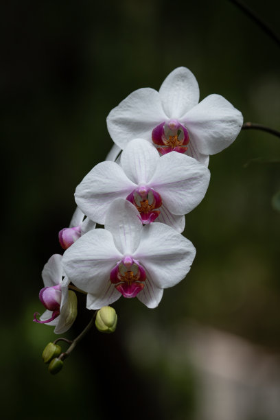 蝴蝶兰,花,花朵,花卉,春天