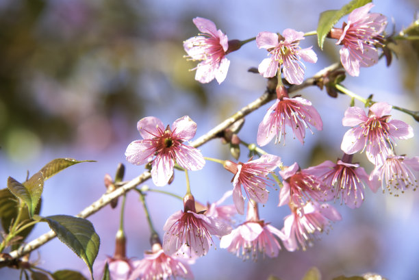 粉色花朵春季春暖花开设计素材