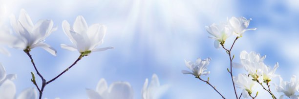木兰花背景图片