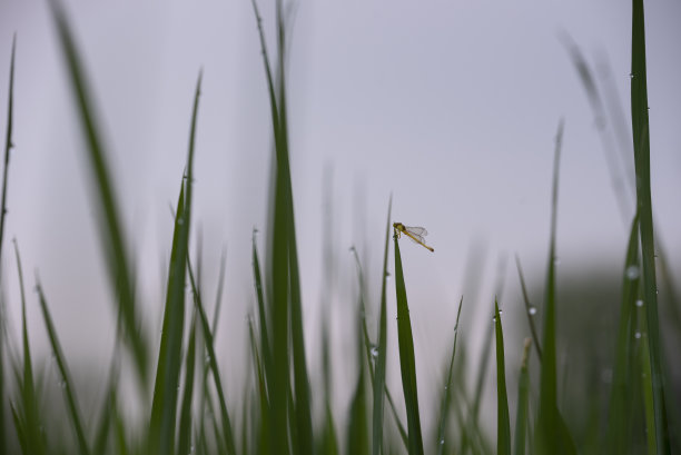 雨中昆虫