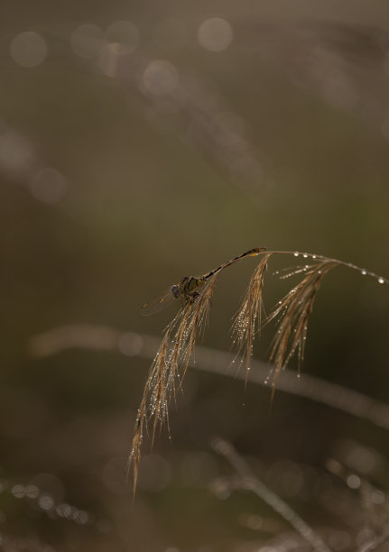 雨中昆虫