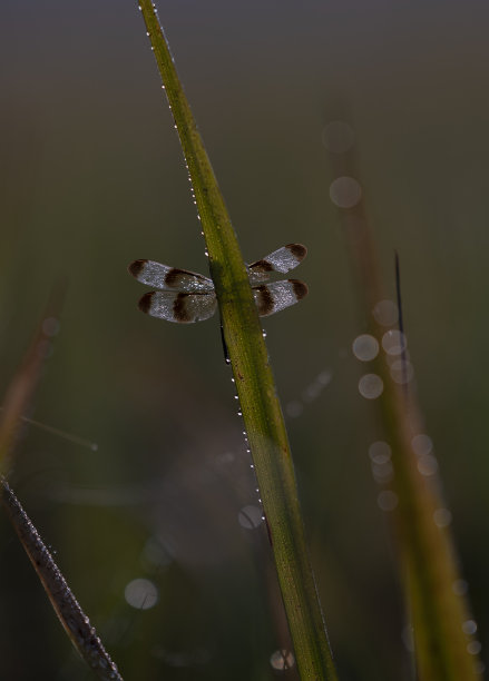 草与露水特写